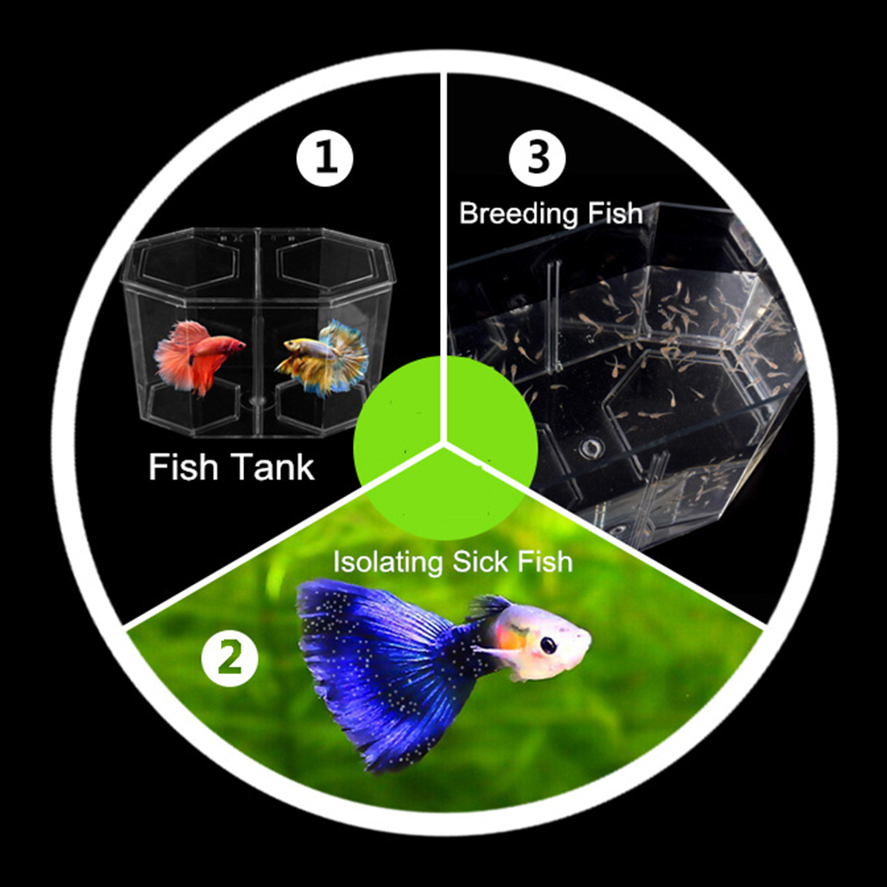 Acrylic Two Splits Guppy Fish  - Aquarium Fish Betta recension och pris